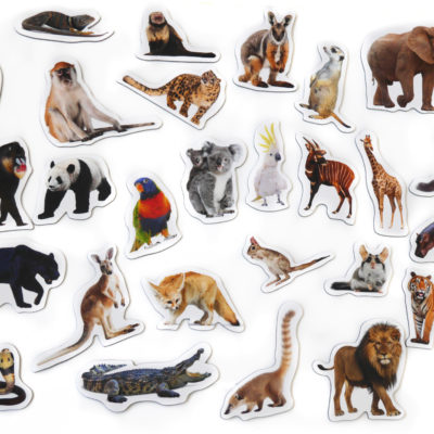 magnesy na lodowke zwierzeta folia magnetyczna magnes kwarantanna