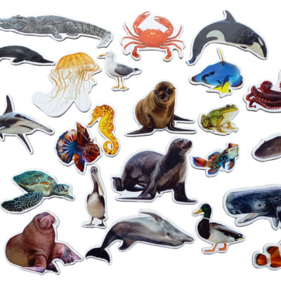 Magnesy na lodówkę na tekturze poznaję zwierzeta wodne Magnesy na lodówkę na tekturze poznaję zwierzeta wodne